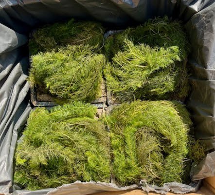 Zuurstofplanten Schonevijver