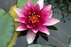 Assortiment waterlelies in mand per 2