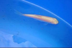 Albino graskarpers eten uw vijverplanten op