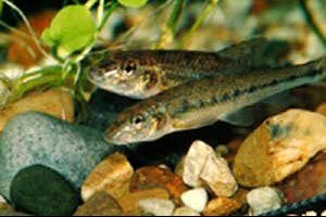 Grondeltjes zijn geen algeneters in de vijver