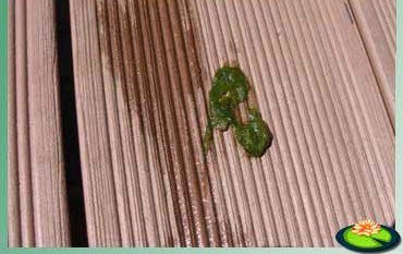 Draadalg groeit heel snel