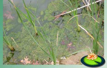 Draadalgen groeien vaak vanaf de bodem of de wanden