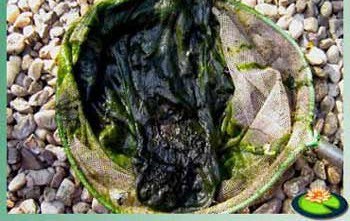 Draadalg wordt ook slijmalg genoemd