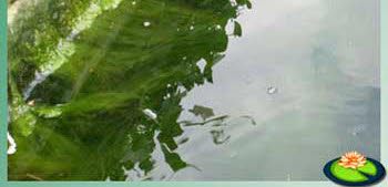 Draadalgen aan de wand zijn moeirlijk te verwijderen