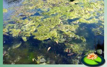 Draadalgen en toch helder water