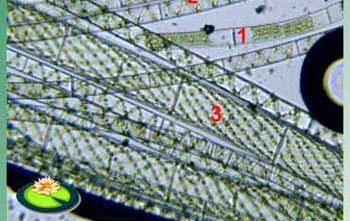 Meerdere soorten draadalgen in een vijver