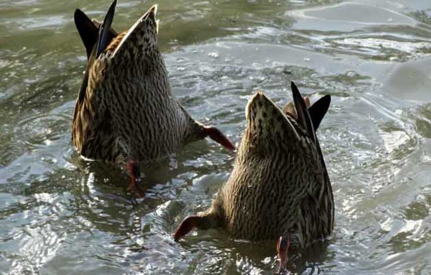 Eend duikt naar voedsel