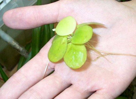 Kikkerbeet begint klein maar groeit zeer snel