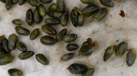 Turionen voor overwintering drijfplanten