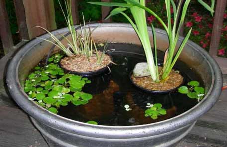 Kikkerbeet in een waterschaal of mini vijver