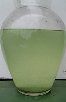 Resultaat Glashelder ( na twee weken )  