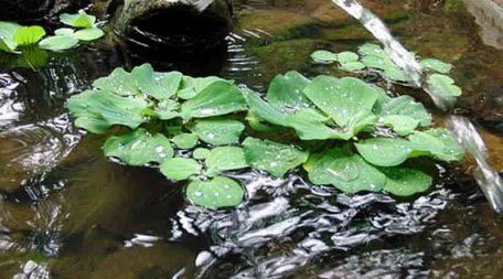 Watersla-Mosselplant