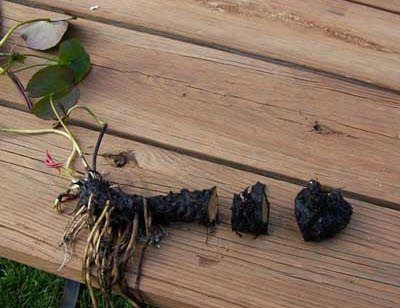 Bijsnijden wortel waterlelie