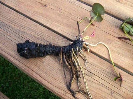 Wortelknol waterlelie onderhoud