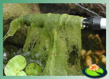 Draadalg kun je verwijderen met een borstel