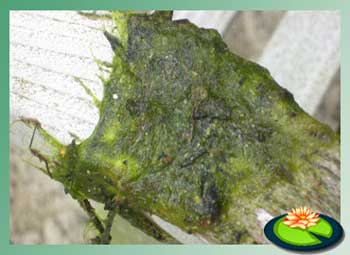 Algen opdraaien met een stok