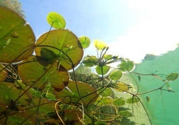 Drijfplanten online kopen