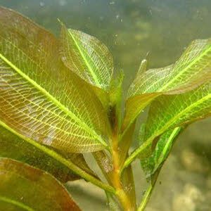 Glanzend Fonteinkruid in mand 2 st. + 2 mand zuurstofplanten assorti 