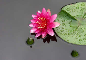 Waterlelies in mand per 4