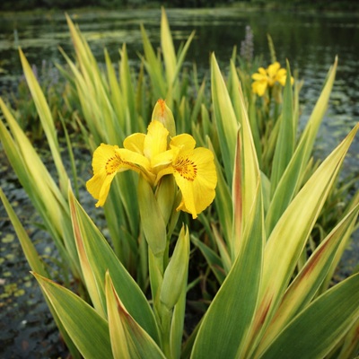 Bonte Gele Lis of Iris Pseudacorus Variegata
