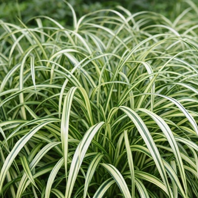 Bonte Japanse Zegge of Carex morrowii variegata