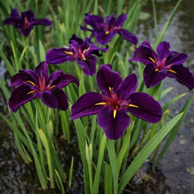 Donkerpaarse lis of Iris louisiana black