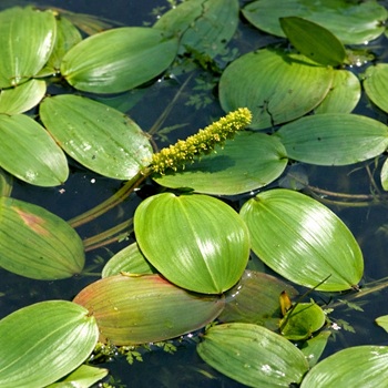 Drijvend Fonteinkruid