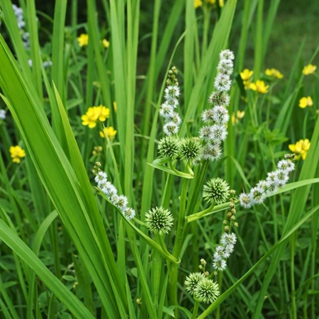 Egelskop of Sparganium erectum