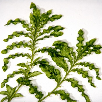 Mandjes Gekroesd Fonteinkruid