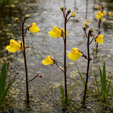 Gewoon Blaasjeskruid of Utricularia vulgaris