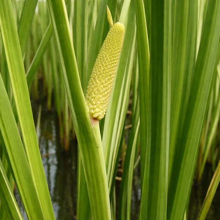 Kalmoes of Acorus calamus
