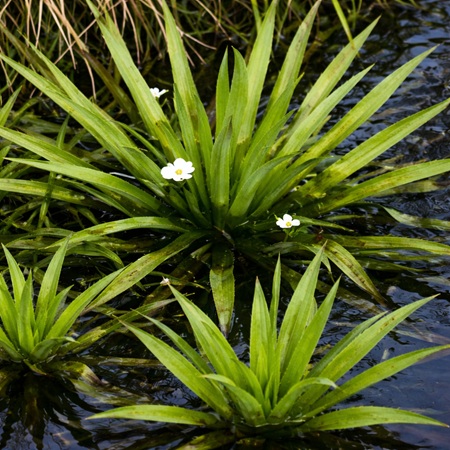 Krabbescheer of Stratiotes aloides