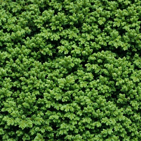 Kroosvaren of Azola caroliana