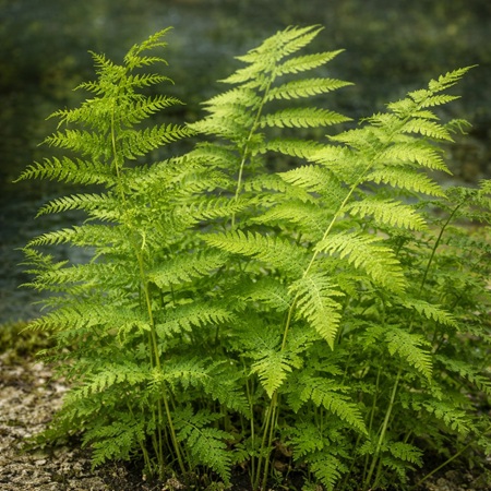 Moerasvaren of Dryopteris telyphteris