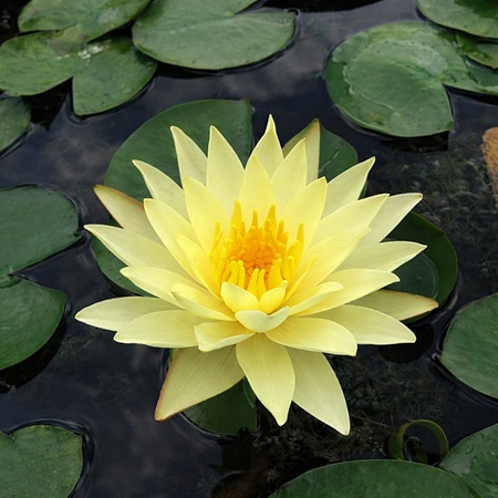 Nymphaea Sulphurea (geel)