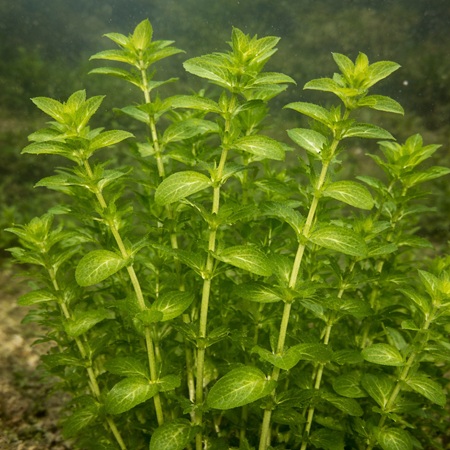 Omhuld Fonteinkruid of Potamogeton perfoliatum