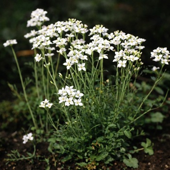 Pinksterbloem of Cardemine praetencis