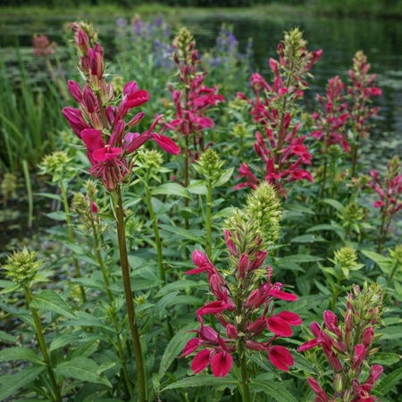 Rode Kardinaals Lobelia of Lobelia cardinalis