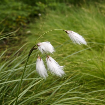 Veenpluis of Eriophorum angustifolium