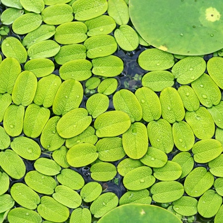 Vlotvarentje of Salvinia natans