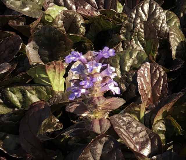 roodbladig zenegroen