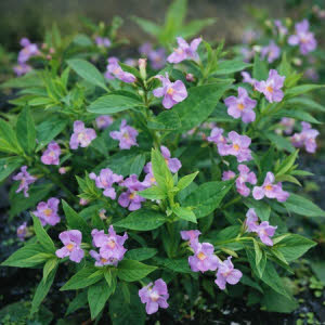 Blauwe Maskerbloem of Mimulus ringens