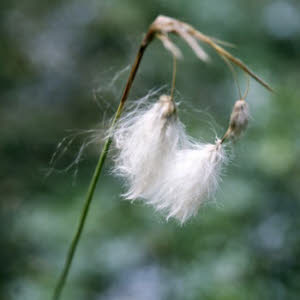 Breedbladig Veenpluis