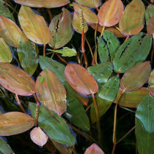 Drijvend Fonteinkruid