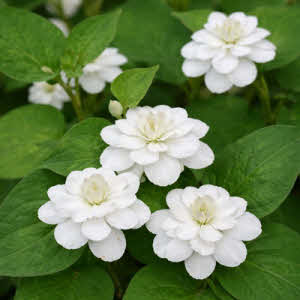 Dubbelbloemige Houtuynia of Houtuynia cordata plena