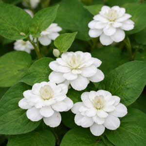 Dubbelbloemige Houtuynia