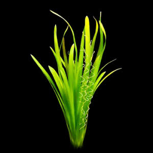 Gedraaid Lintgras of Vallisneria spiralis