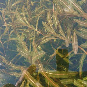 Gekroesd Fonteinkruid