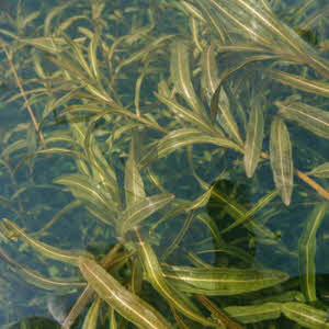 Gekroesd Fonteinkruid