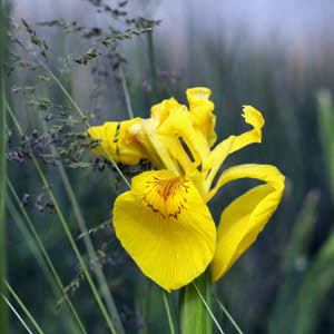 Gele Lis Gele of Iris pseudacorus